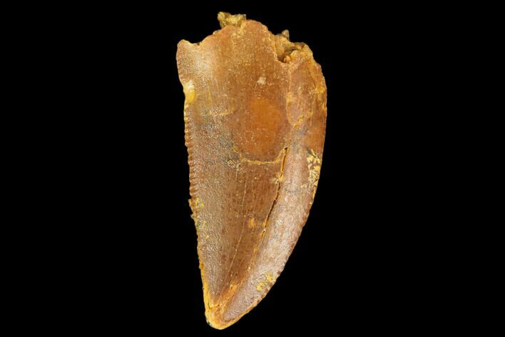 Serrated, Raptor Tooth - Real Dinosaur Tooth #127052